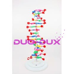 Model DNA 65cm