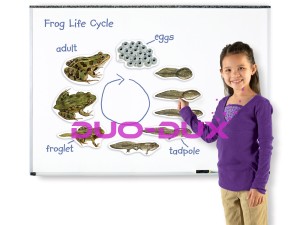 Żaba-cykl rozwojowy