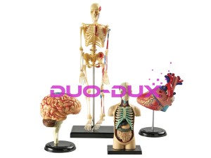 Modele anatomiczne - zestaw