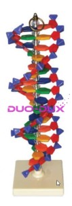 Model DNA 40cm